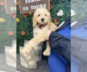 Goldendoodle (Miniature) Puppy for sale in PLANT CITY, FL, USA