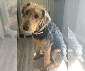 Airedale Terrier Puppy for sale in MONTROSE, CO, USA