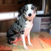 Small Photo #6 Border Collie Puppy For Sale in WHITE SALMON, WA, USA
