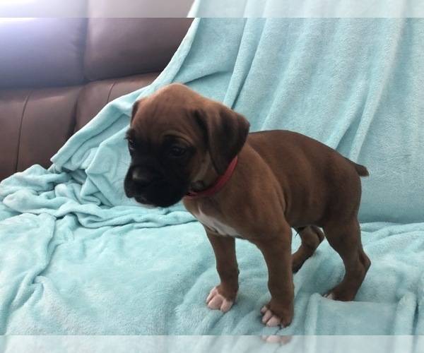 Medium Photo #1 Boxer Puppy For Sale in TAFT, TN, USA