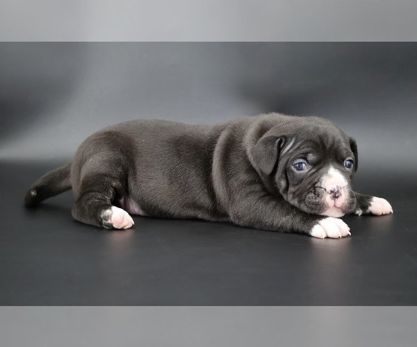 Medium Photo #2 American Bully Puppy For Sale in CHAMPAIGN, IL, USA