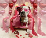 Small #7 American Bulldog