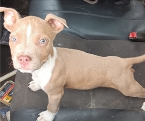American Bully Dogs for adoption in ZEBULON, NC, USA
