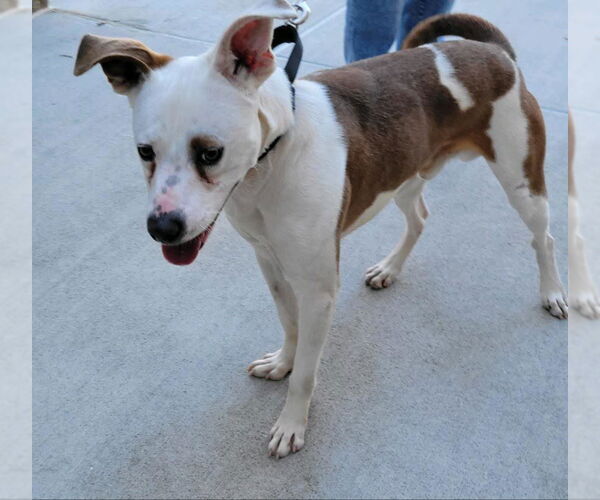 Medium Photo #25 Mutt Puppy For Sale in Atlanta, GA, USA