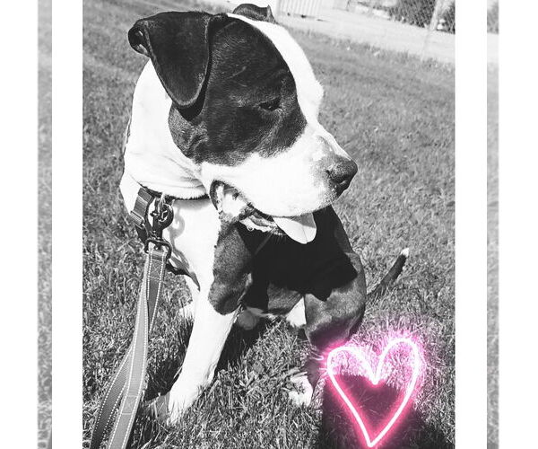 Medium Photo #16 American Pit Bull Terrier-Unknown Mix Puppy For Sale in Fargo, ND, USA