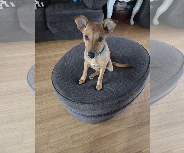 Medium Photo #4 Mutt Puppy For Sale in Woodbury, NY, USA