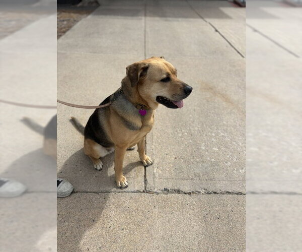 Medium Photo #3 German Shepherd Dog-Unknown Mix Puppy For Sale in Aurora, CO, USA