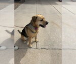 Small #2 German Shepherd Dog Mix