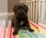 Puppy Puppy 3 Cane Corso