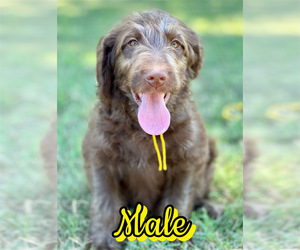 Labradoodle Puppy for Sale in BURNS, Tennessee USA