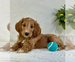 Goldendoodle (Miniature) Puppy for sale in GREENFIELD, IN, USA
