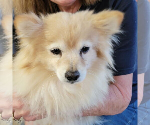 Medium Photo #1 Pomeranian Puppy For Sale in Pottstown, PA, USA