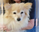 Small Pomeranian
