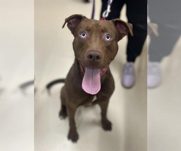 Medium Photo #1 Mutt Puppy For Sale in Center Township, PA, USA