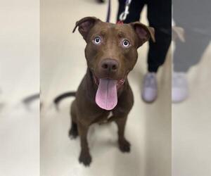 Mutt Dogs for adoption in Center Township, PA, USA