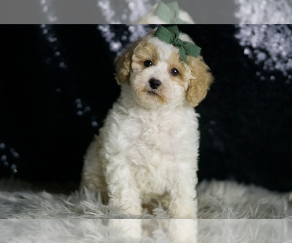 Medium Photo #122 Maltipoo (Miniature) Puppy For Sale in WARSAW, IN, USA