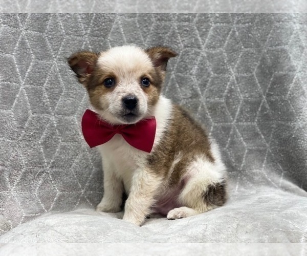Medium Photo #9 Texas Heeler Puppy For Sale in LAKELAND, FL, USA