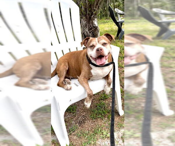 Medium Photo #14 American Pit Bull Terrier Puppy For Sale in Weston, FL, USA