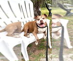 Small #13 American Pit Bull Terrier