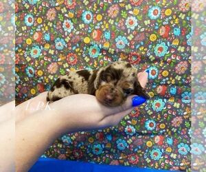 Dachshund Puppy for sale in WINNSBORO, LA, USA