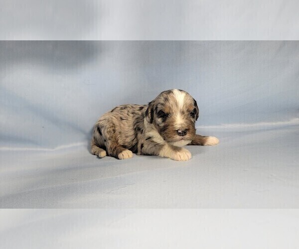 Medium Photo #10 Bernedoodle (Miniature) Puppy For Sale in BLACK FOREST, CO, USA