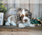 Small #2 Cocker Spaniel