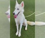 Small #1 Huskies  Mix