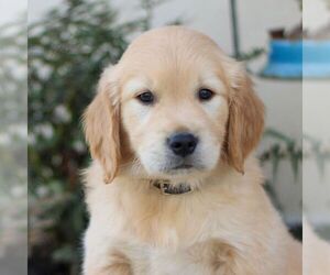 Golden Retriever Puppy for sale in LITITZ, PA, USA