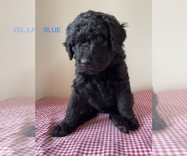 Medium Photo #13 Golden Mountain Doodle  Puppy For Sale in FORT SMITH, AR, USA