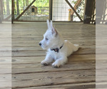 Small #2 West Highland White Terrier