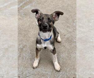 Mutt Dogs for adoption in Boston, MA, USA