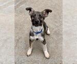 Small Mutt