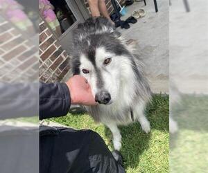 - Mix Dogs for adoption in Houston, TX, USA