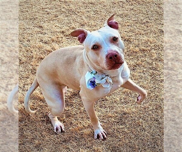 Medium Photo #3 American Staffordshire Terrier-Weimaraner Mix Puppy For Sale in Denton, TX, USA