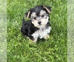 Small #6 Morkie