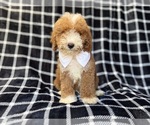 Small #7 Poodle (Miniature)