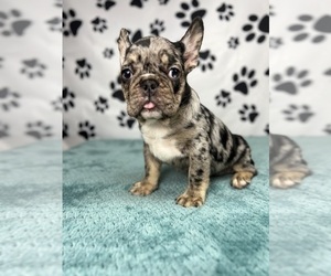 French Bulldog Dog for Adoption in BROOKLYN, New York USA