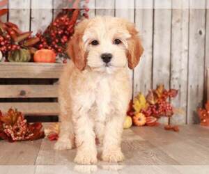 Cavapoo Puppy for sale in MOUNT VERNON, OH, USA