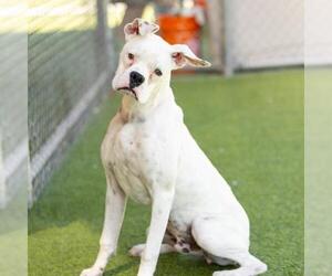Boxer Dogs for adoption in Camarillo, CA, USA