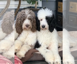 Mother of the Poodle (Standard) puppies born on 08/18/2019