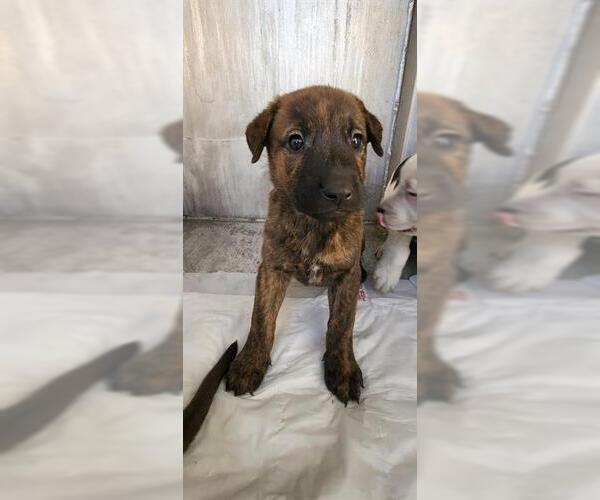 Medium Photo #1 Labrador Retriever-Unknown Mix Puppy For Sale in San Antonio, TX, USA