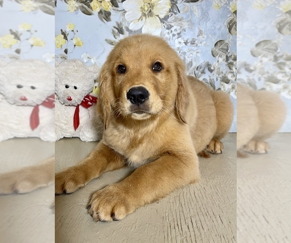 Medium Photo #1 Golden Retriever Puppy For Sale in AMITY, AR, USA