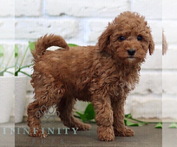 Medium Photo #1 Goldendoodle (Miniature) Puppy For Sale in NARVON, PA, USA