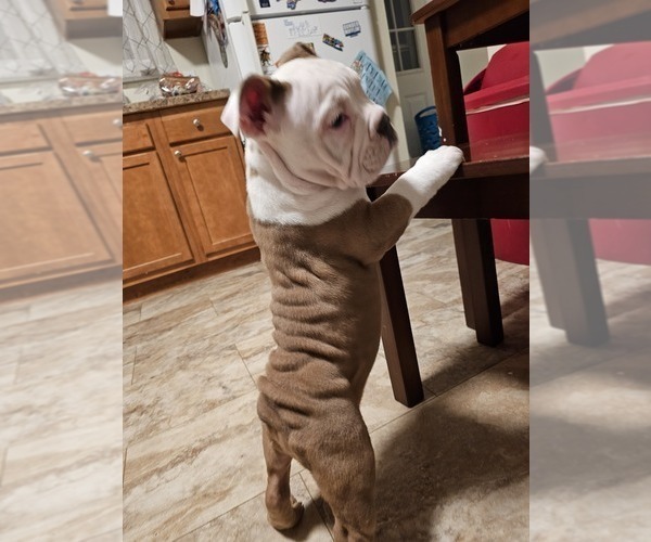 Medium Photo #6 Olde English Bulldogge Puppy For Sale in HORSEHEADS, NY, USA
