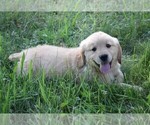Small Photo #7 Golden Retriever Puppy For Sale in JONES, MI, USA