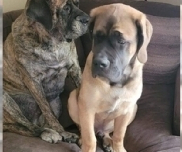 Medium Photo #11 Mastiff Puppy For Sale in MITCHELL, NE, USA