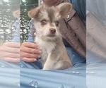 Puppy Keena Alaskan Klee Kai-Pomeranian Mix