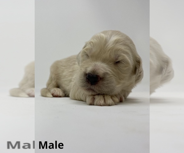 Medium Photo #4 Goldendoodle Puppy For Sale in MONCLOVA, OH, USA