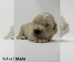 Small Photo #4 Goldendoodle Puppy For Sale in MONCLOVA, OH, USA