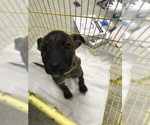 American Pit Bull Terrier-Unknown Mix Dogs for adoption in Conroe, TX, USA